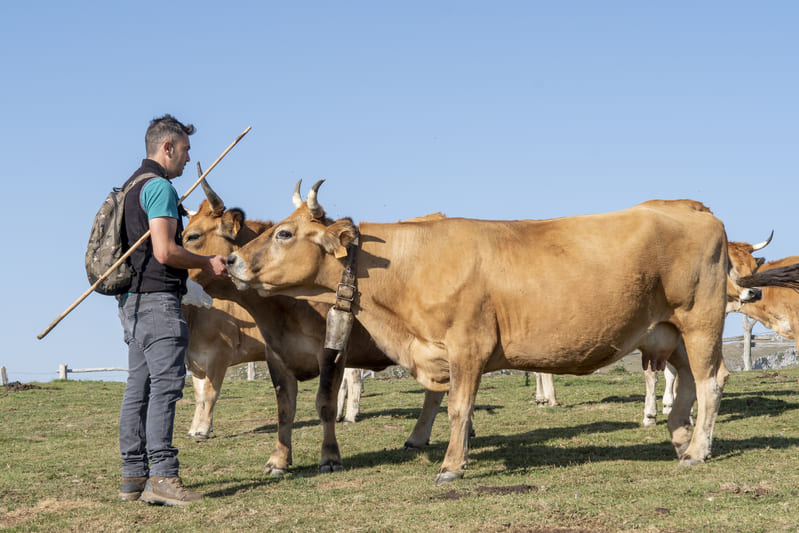 Ganadero asturiano con vacas en pasto al aire libre